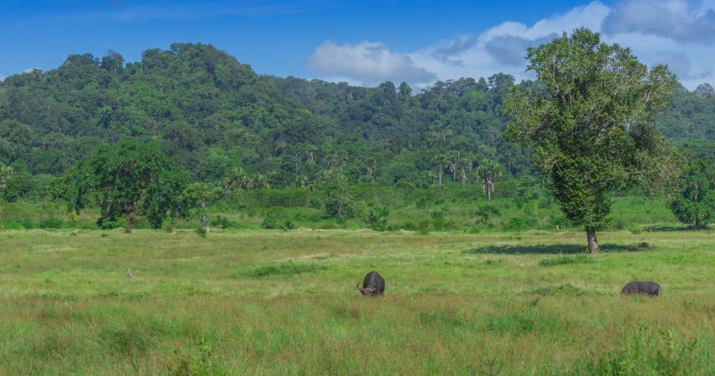 Padang Sadengan