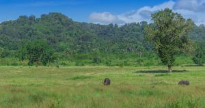 Padang Sadengan